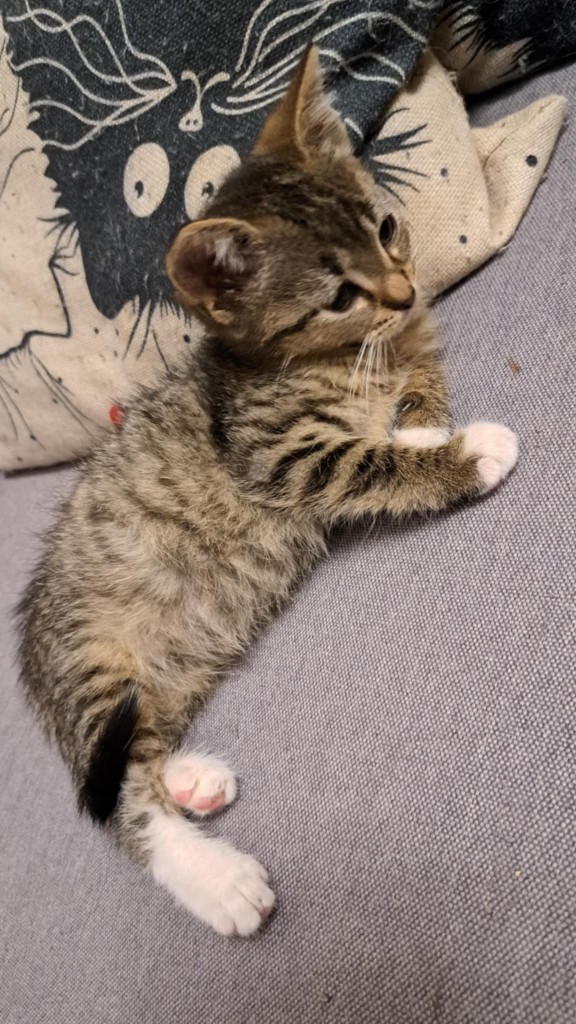 Adoptusie. Malinka - w domu :)