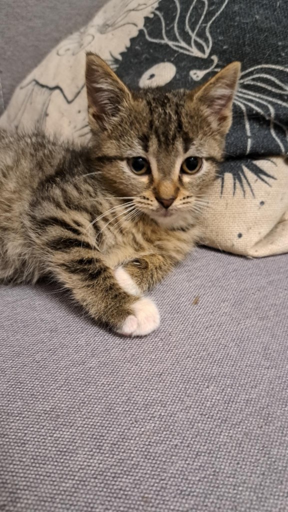 Adoptusie. Malinka - w domu :)