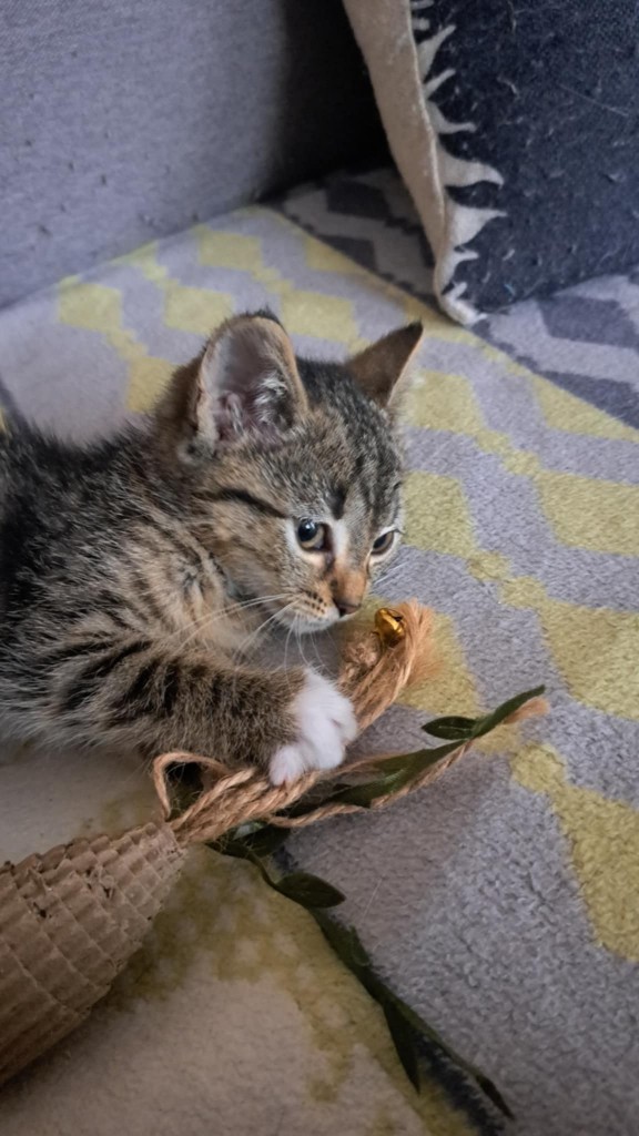 Adoptusie. Malinka - w domu :)