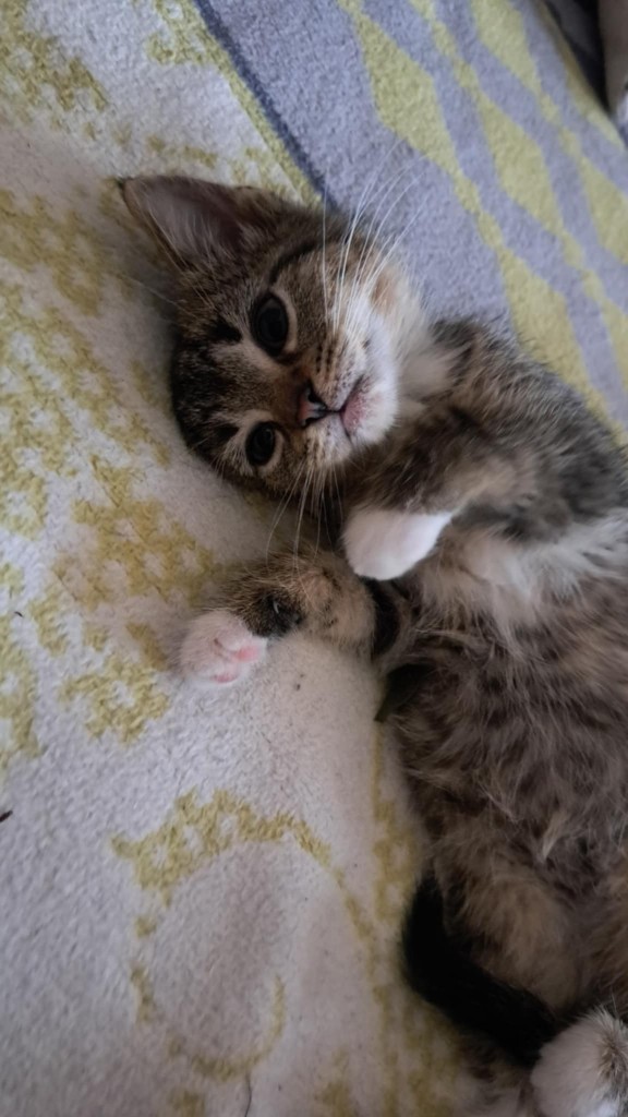 Adoptusie. Malinka - w domu :)