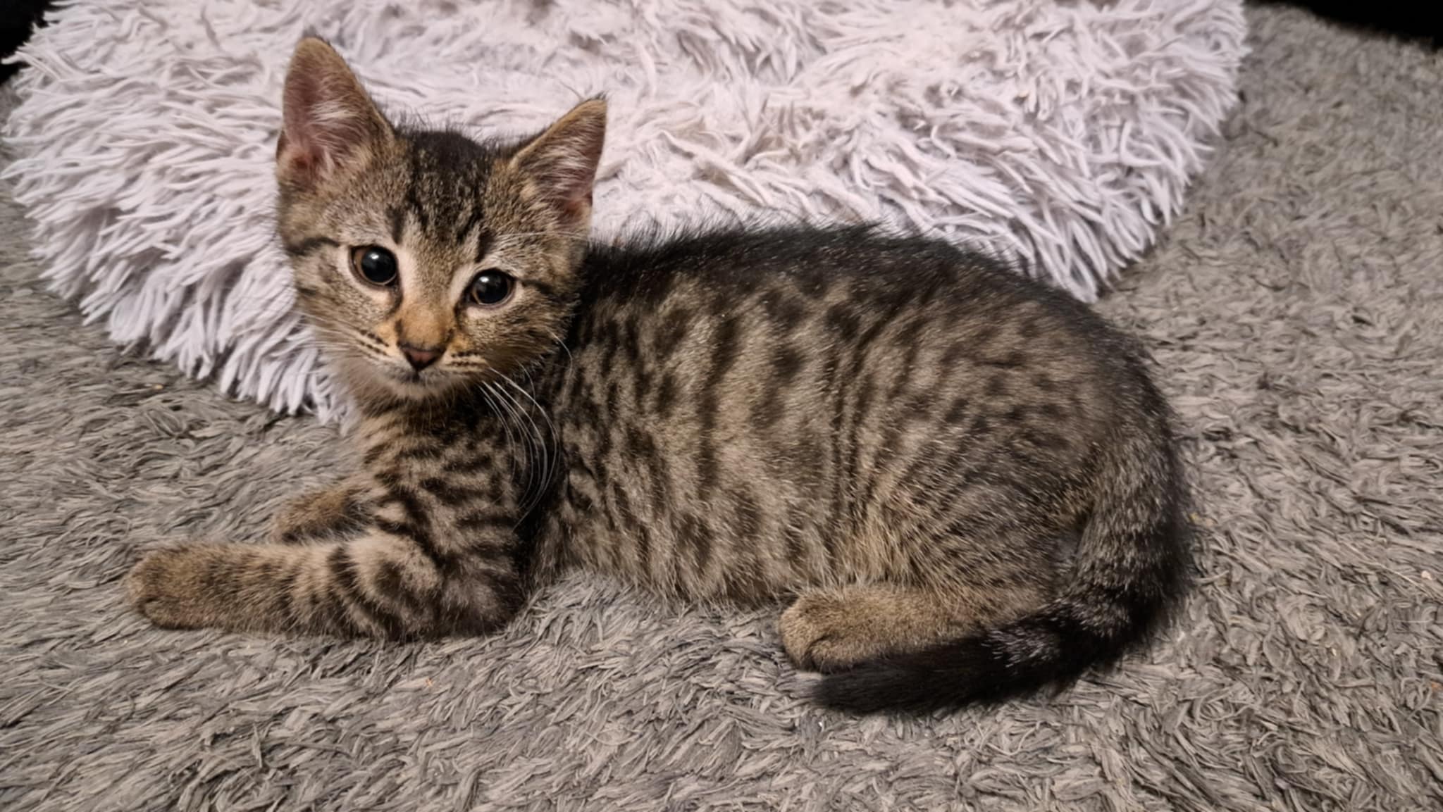 Adoptusie. Michaś - adoptowany :)