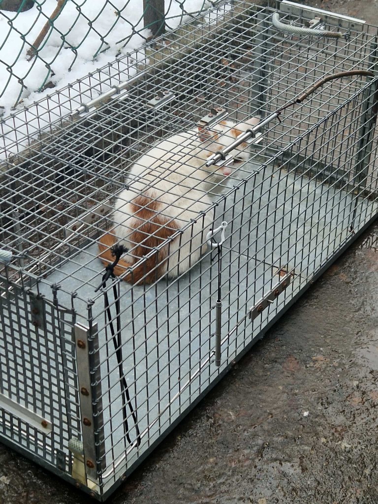 Śmierć na śniegu czy nowe życie? Pomożecie?