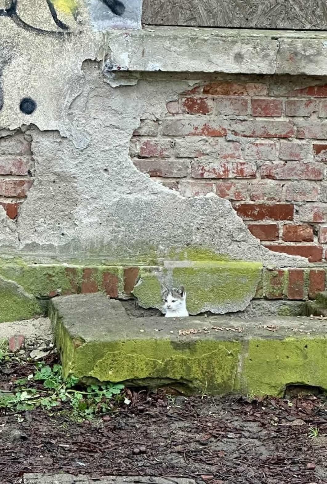 Kociaki z pustostanu i ich mamy