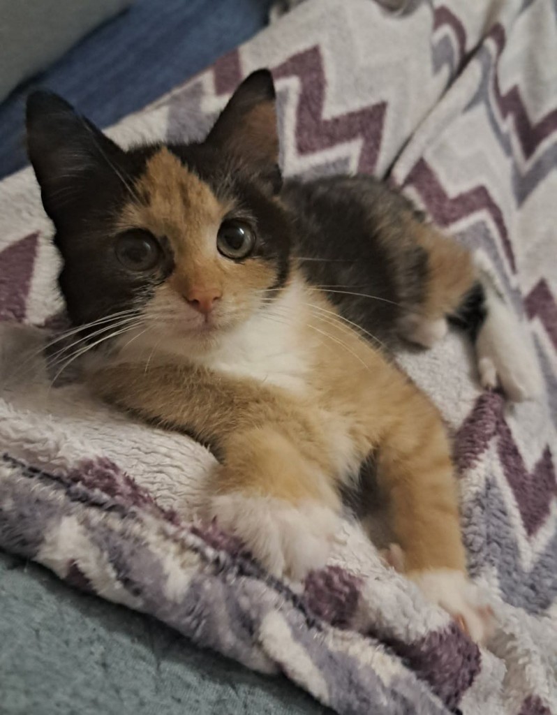 Raja - ostatnia prosta