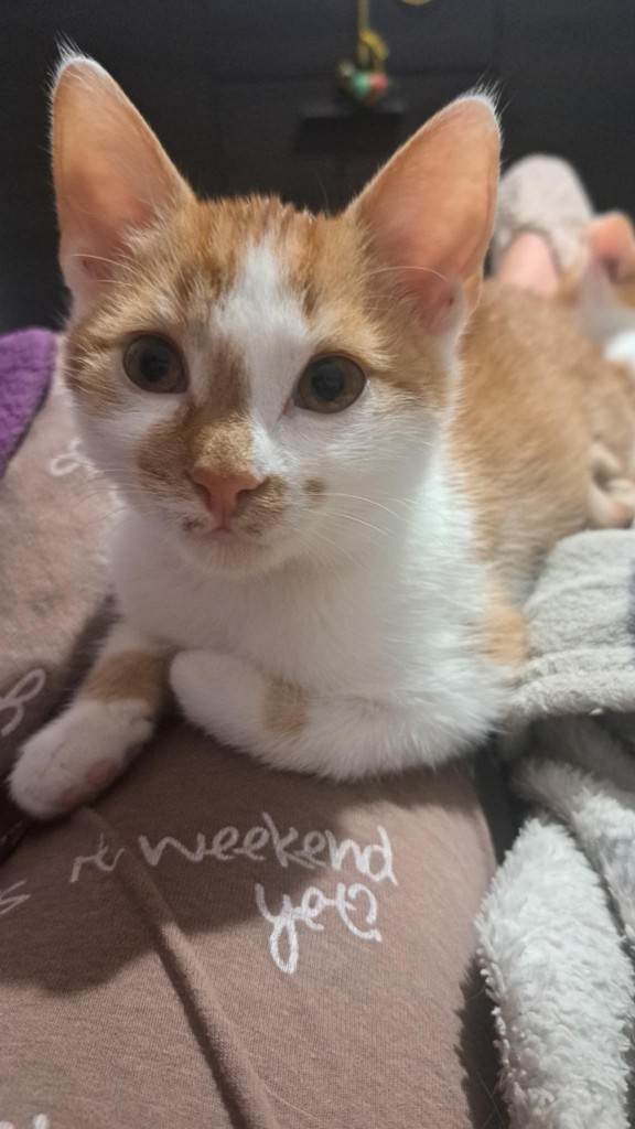 Adoptusie. Opal - adoptowany :)