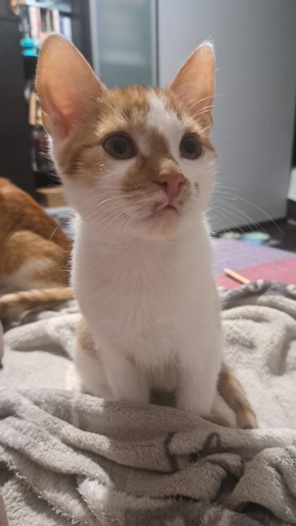 Adoptusie. Opal - adoptowany :)