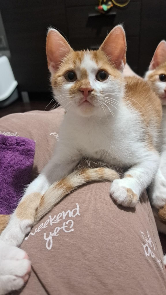 Adoptusie. Opal - adoptowany :)