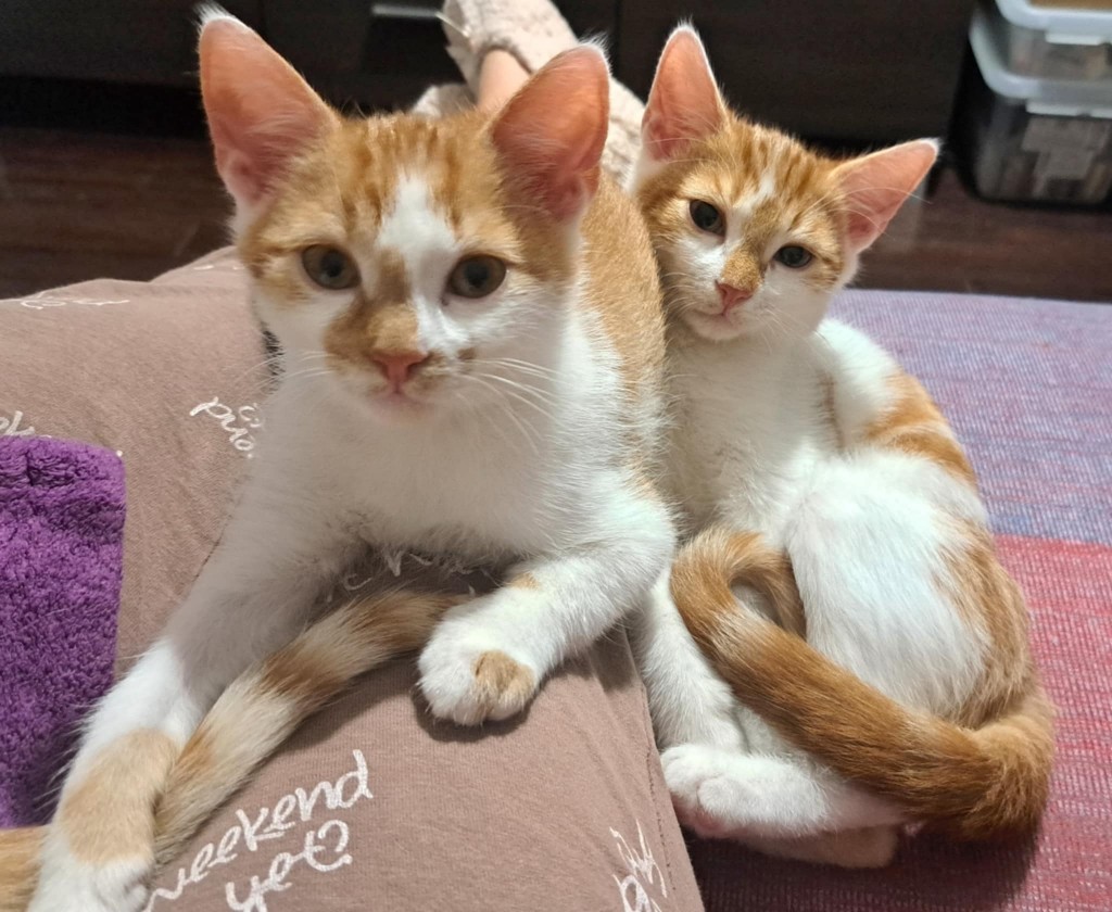 Adoptusie. Opal - adoptowany :)