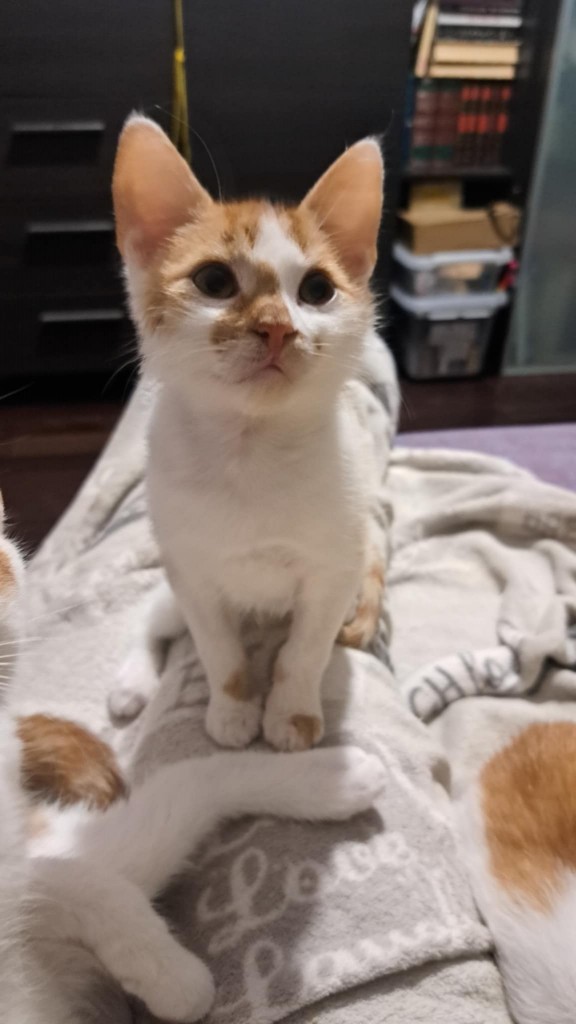 Adoptusie. Opal - adoptowany :)