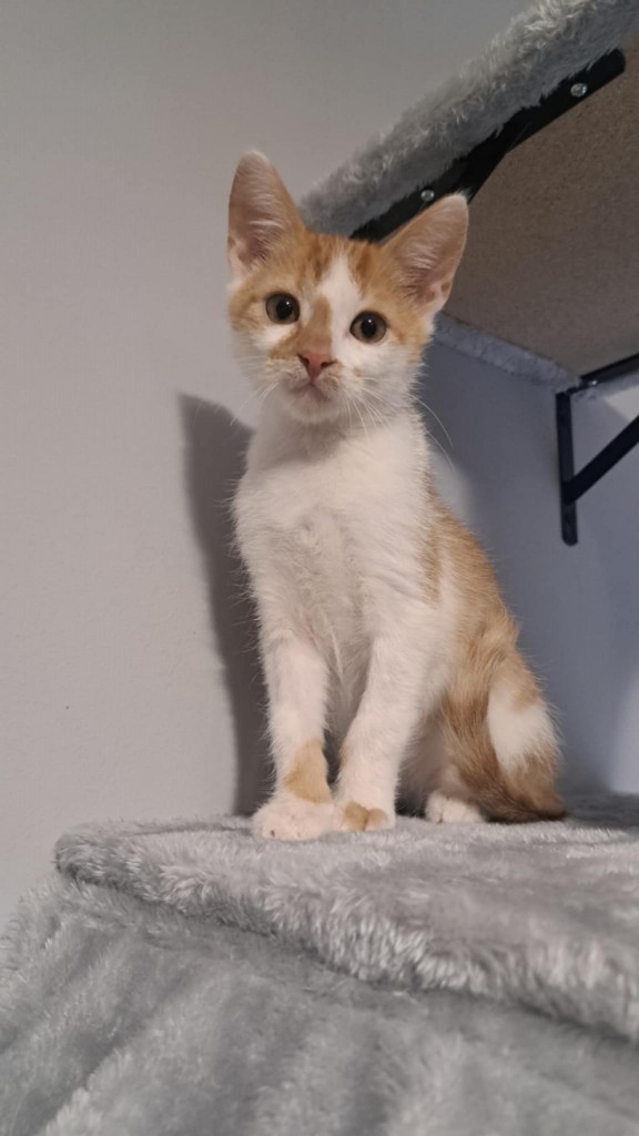 Adoptusie. Opal - adoptowany :)