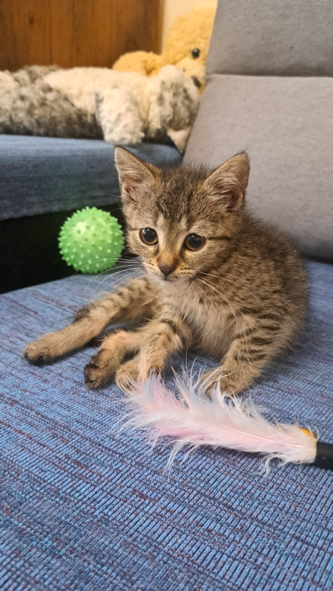 Adoptusie. Malwinka - adoptowana :)