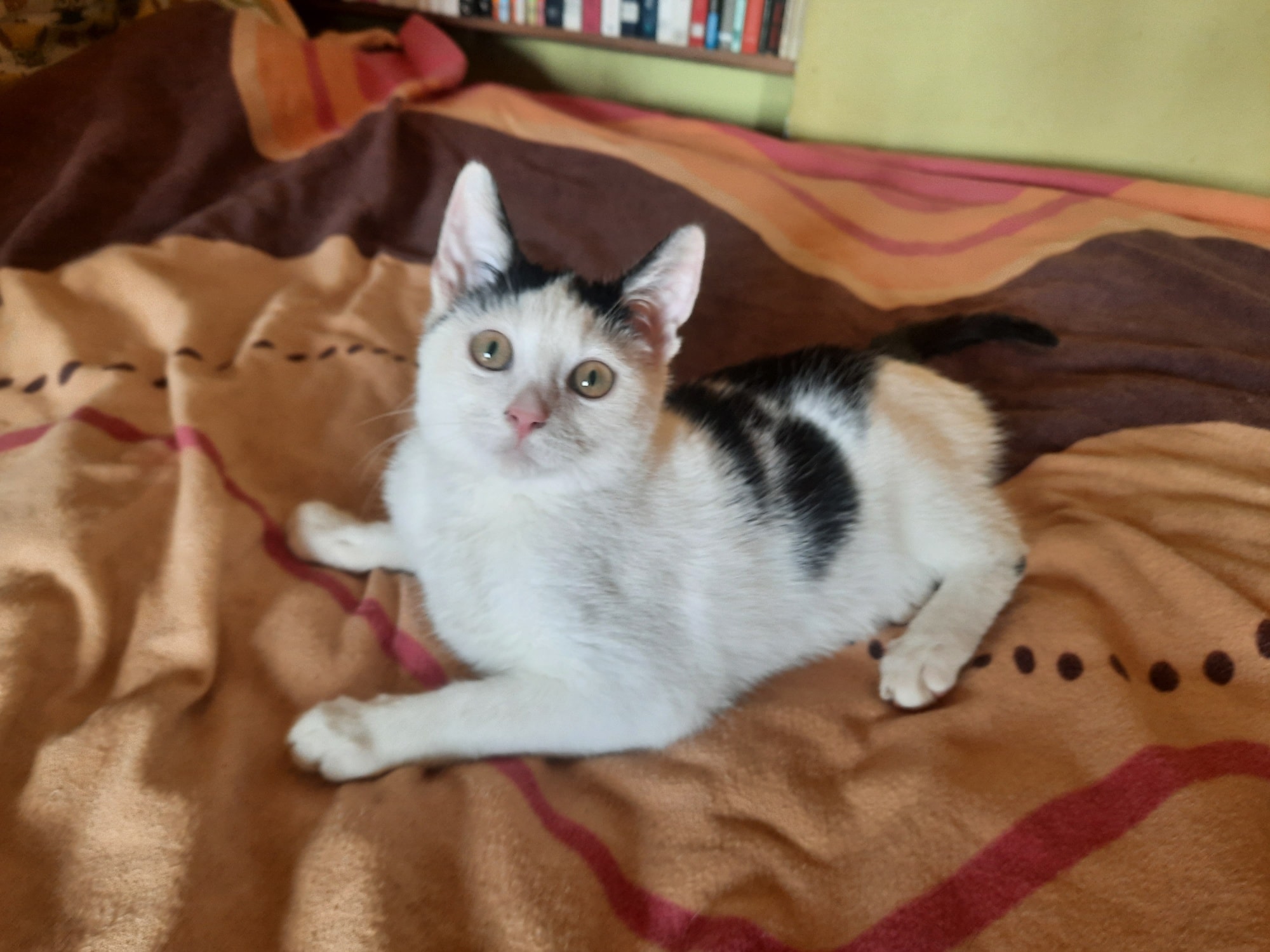 Firletka ['] i Sasanka z pustostanu - Sasanka w domu :)