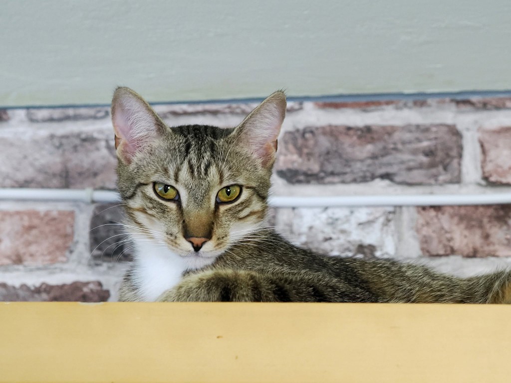 Adoptusie. Aston i Kadett