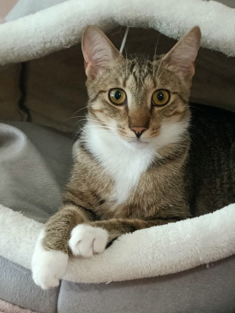 Adoptusie. Aston i Kadett