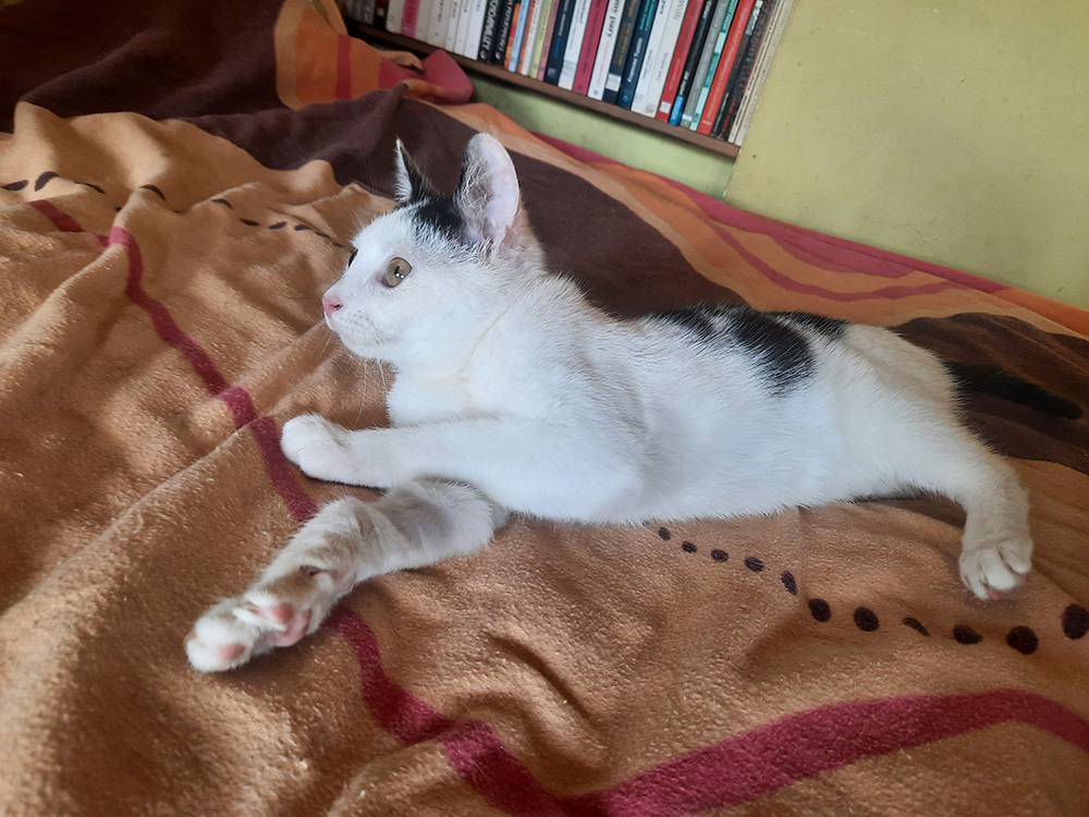Adoptusie. Sasanka - w domu :)