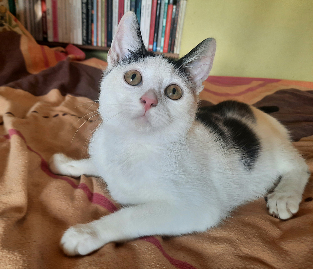 Adoptusie. Sasanka - w domu :)