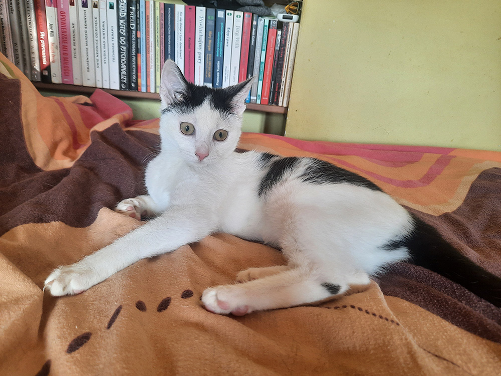 Adoptusie. Sasanka - w domu :)