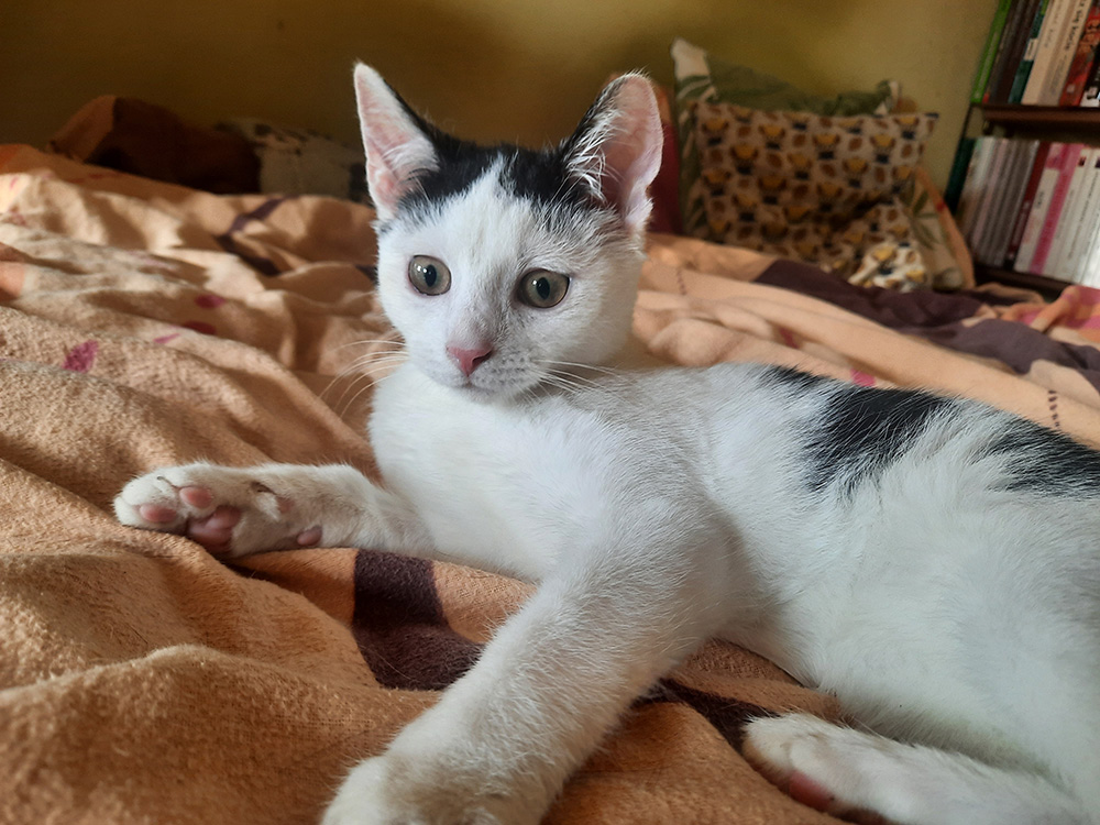 Adoptusie. Sasanka - w domu :)