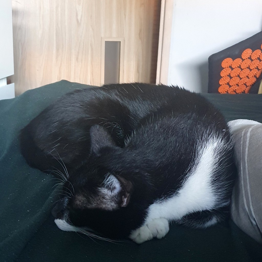 Maniek, Rufus i Jasiek - w domach :)