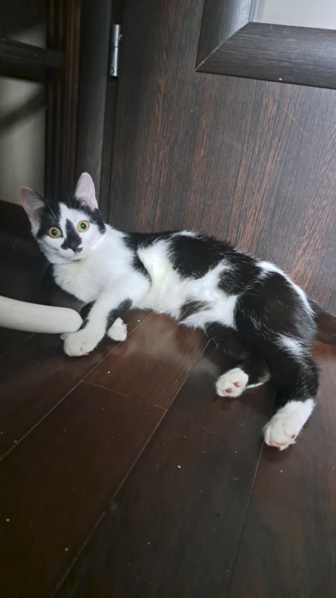 Adoptusie. Letycja - w domu :)