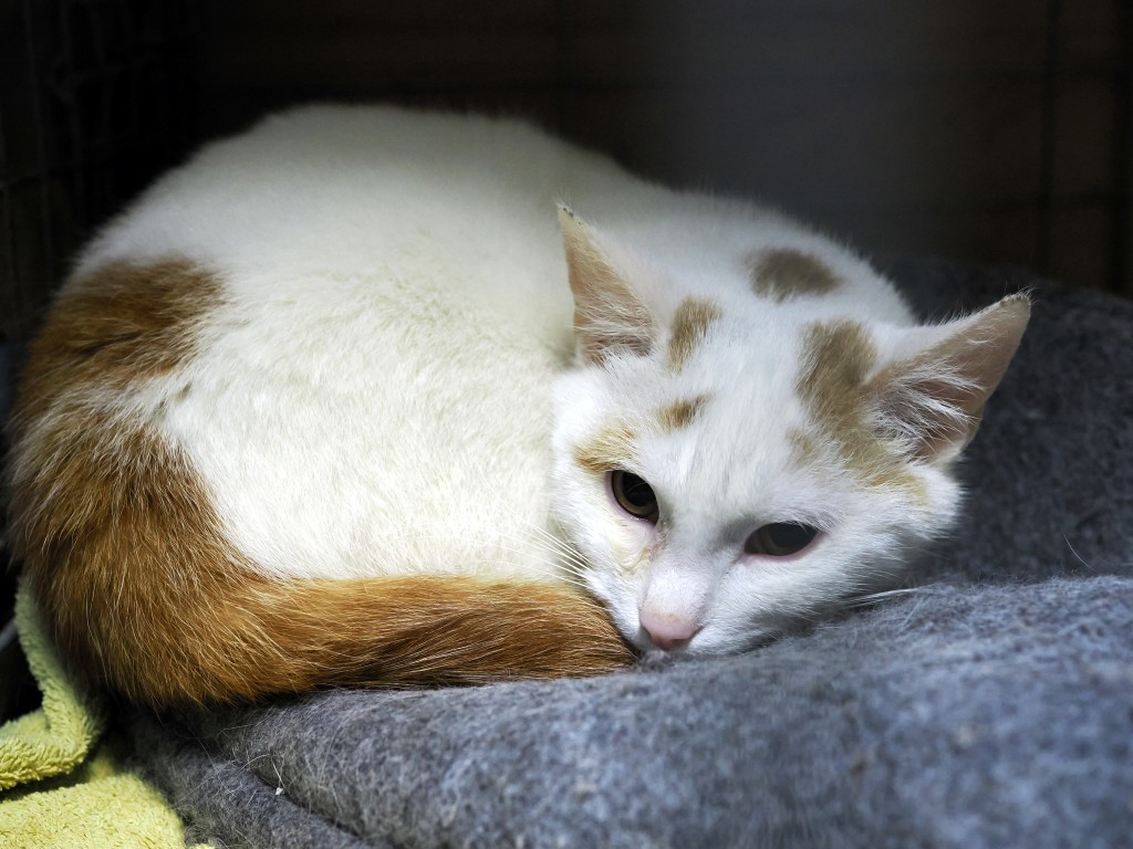Adoptusie. Grom