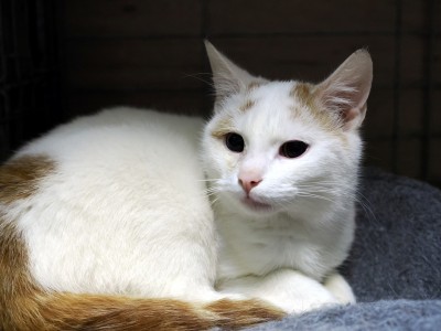 Adoptusie. Grom
