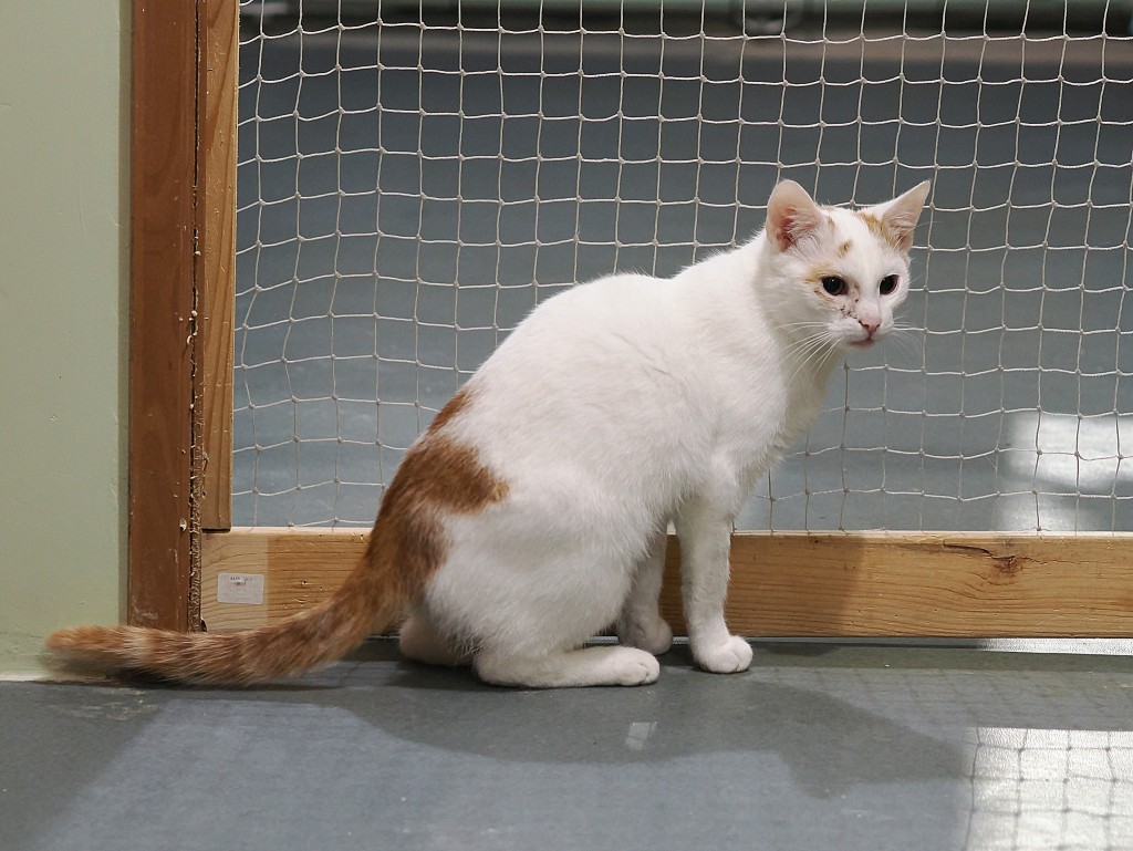 Adoptusie. Grom