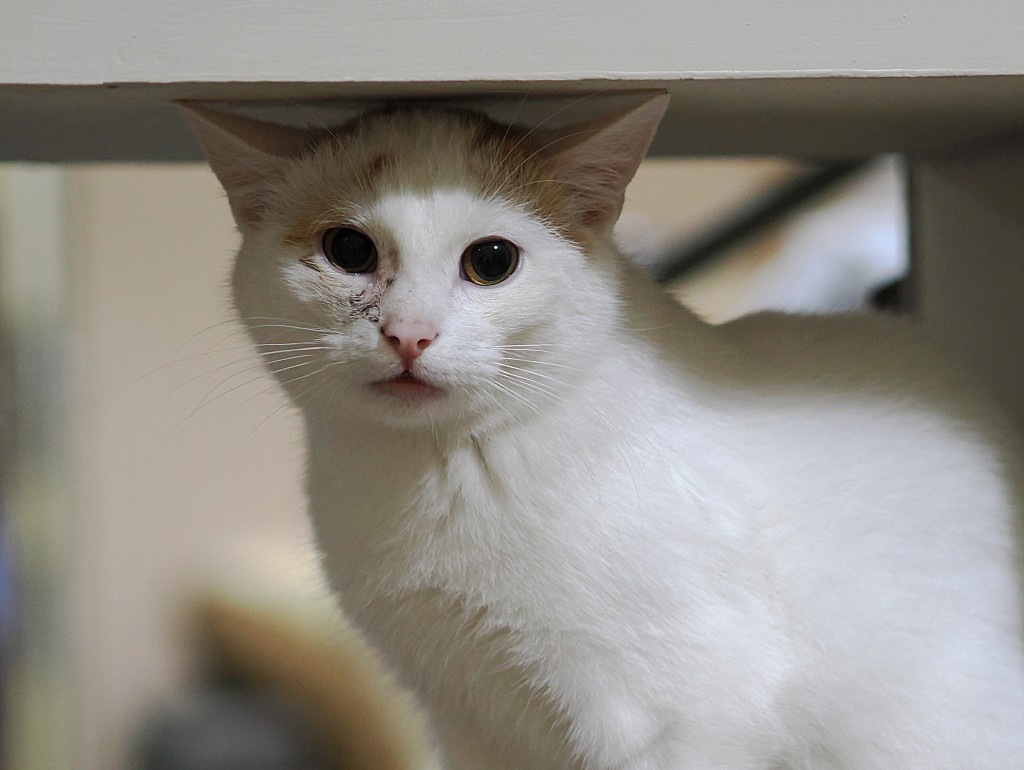 Adoptusie. Grom