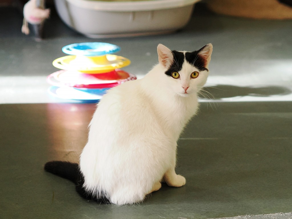 Adoptusie. Blue