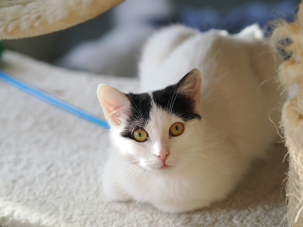 Adoptusie. Blue