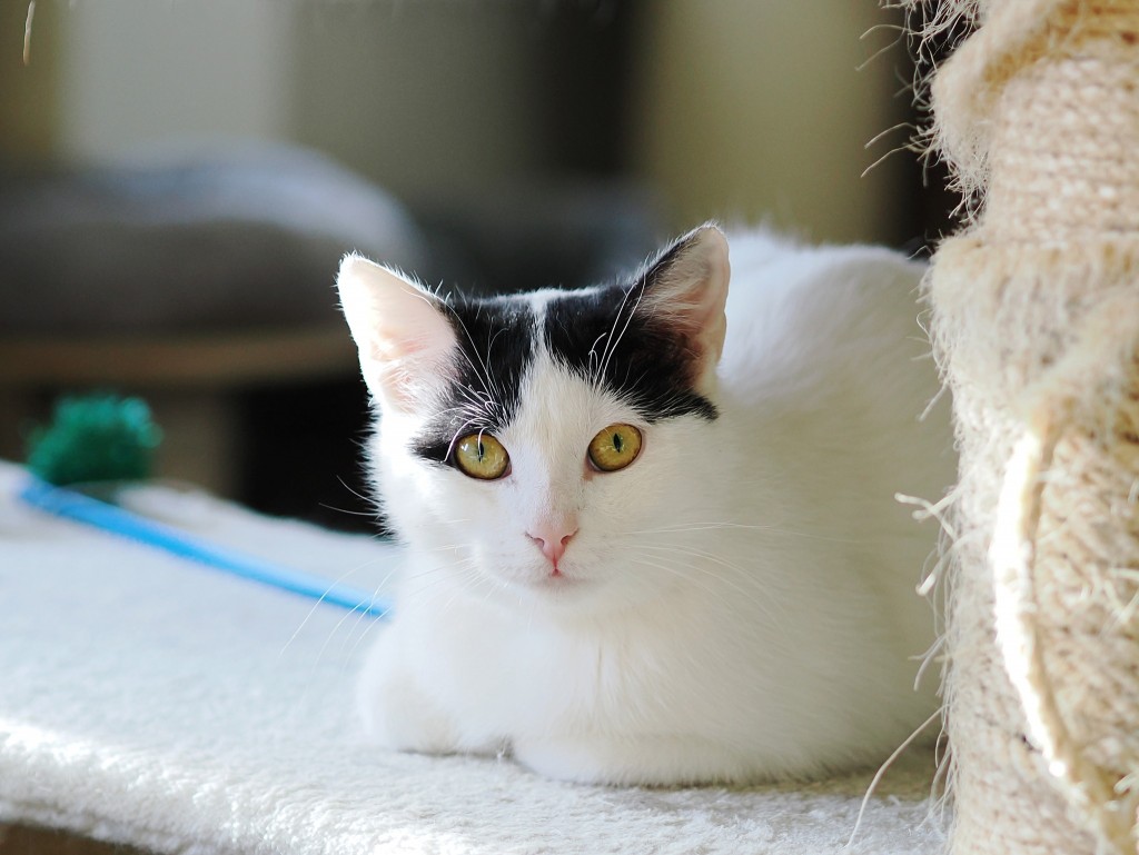 Adoptusie. Blue