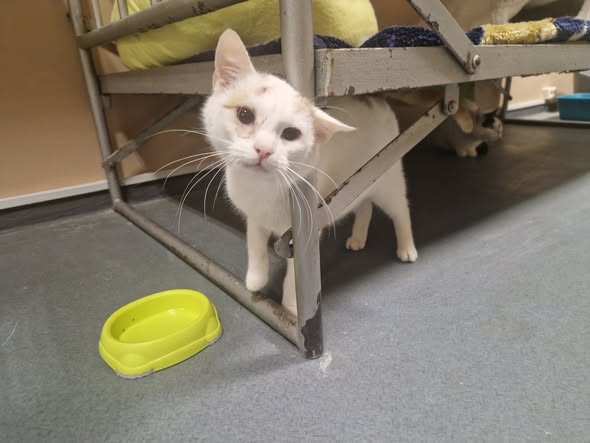 Adoptusie. Grom