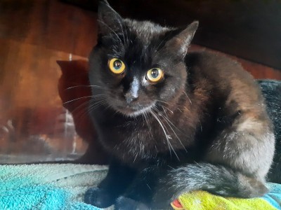 Adoptusie. Hektorek – felv + szuka swojego domu na zawsze
