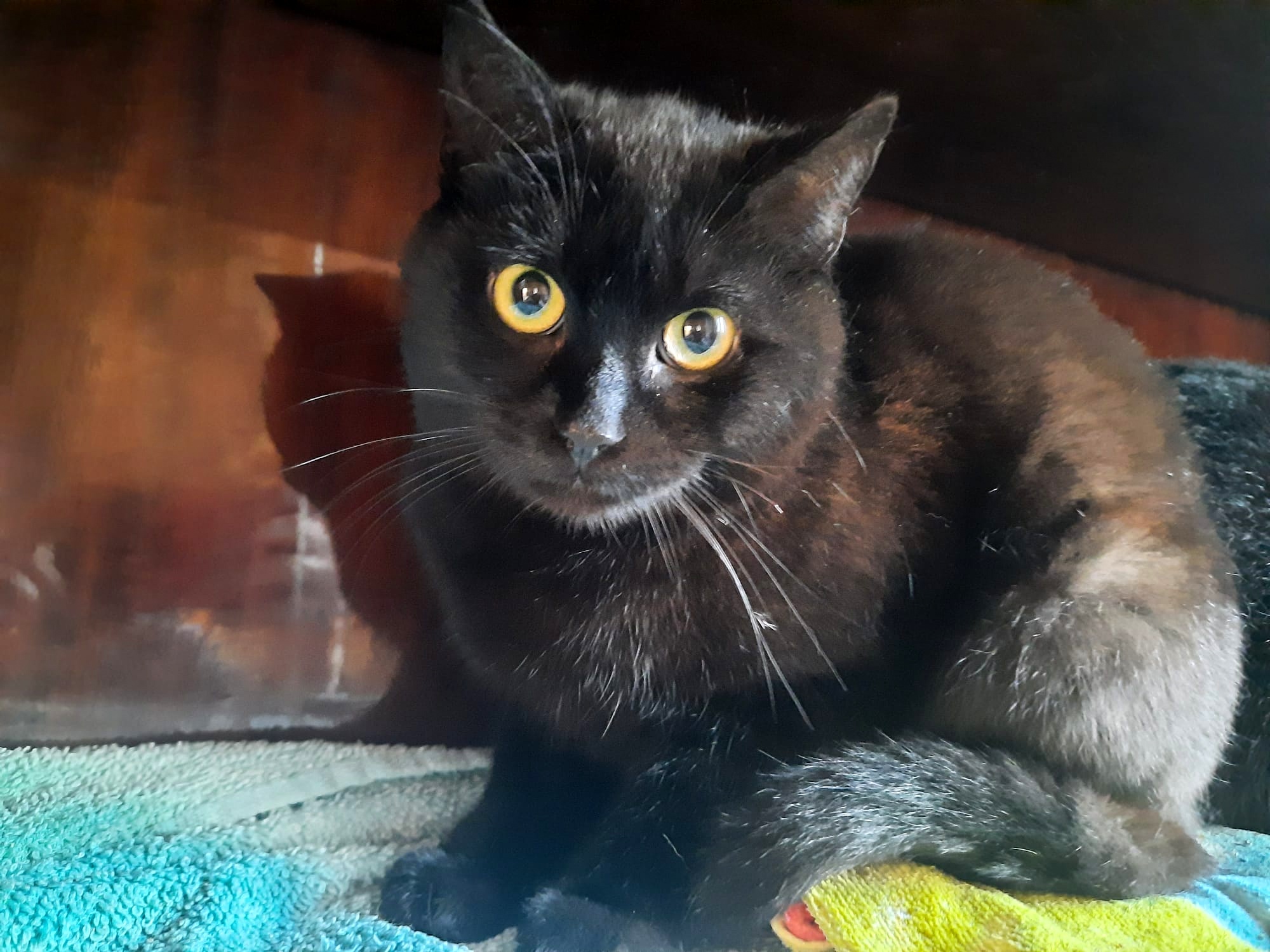 Adoptusie. Hektorek – felv + szuka swojego domu na zawsze