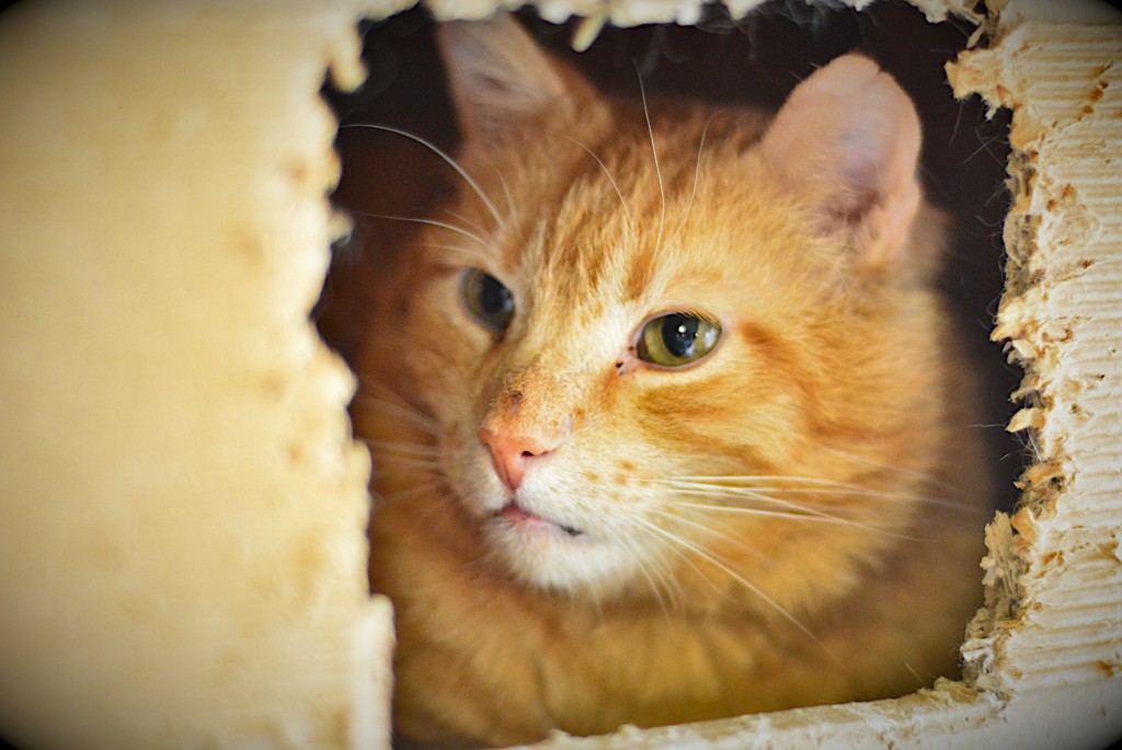 Adoptusie. Rudek - w domu :)
