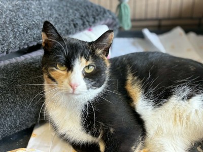 Adoptusie. Petunia – w domu :)