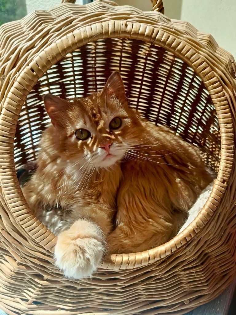 Adoptusie. Elza - w domu :)
