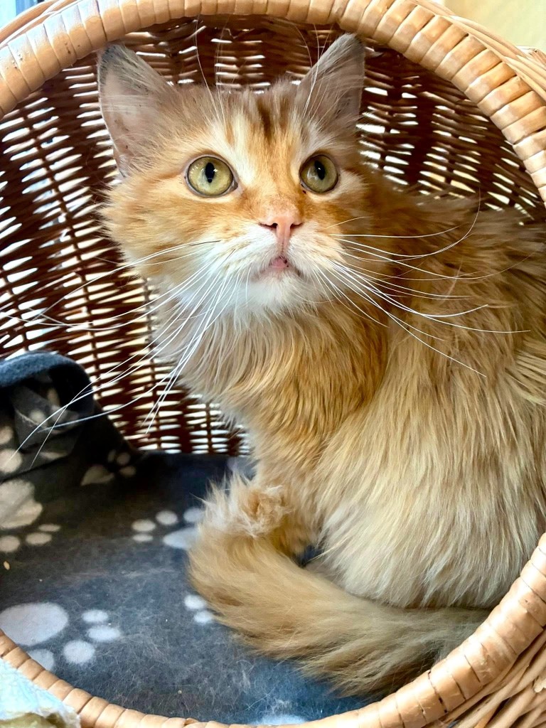 Adoptusie. Elza - w domu :)