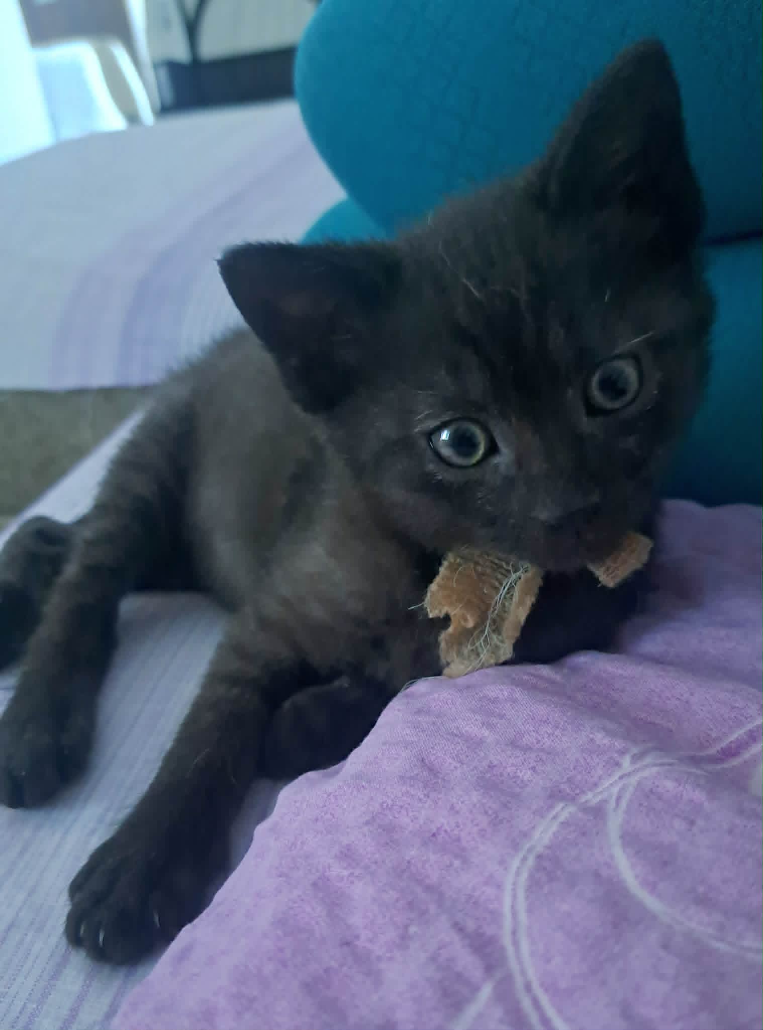Adoptusie. Precelek - w domu :)
