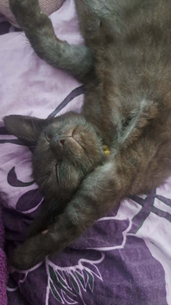 Adoptusie. Precelek - w domu :)