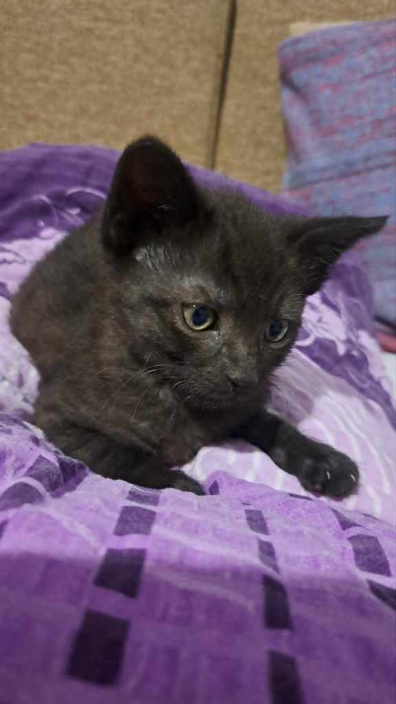 Adoptusie. Precelek - w domu :)