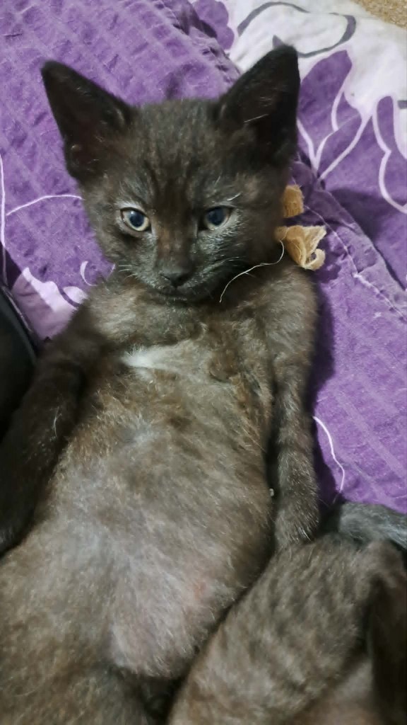 Adoptusie. Precelek - w domu :)