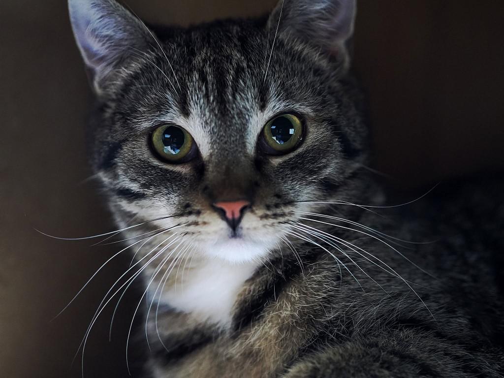 Adoptusie. Majka i Olek