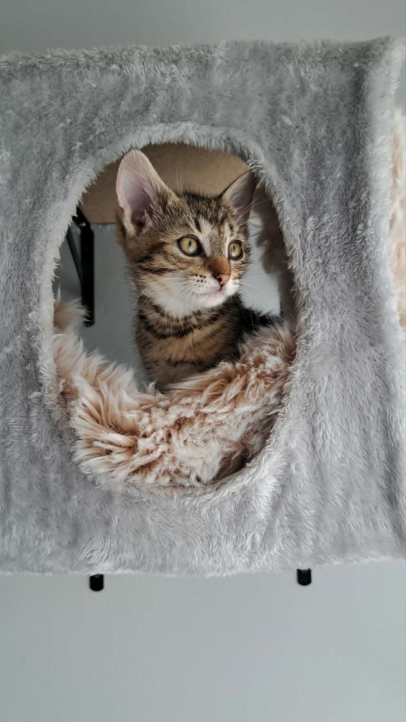 Adoptusie. Efi - w domu :)