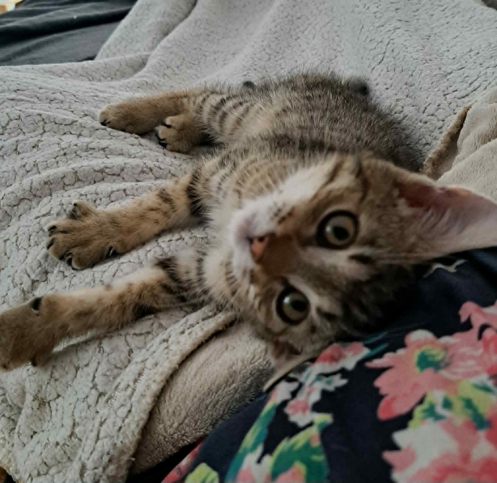 Adoptusie. Efi - w domu :)