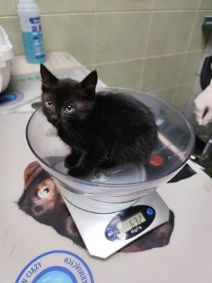 Upałek – adoptowany :)