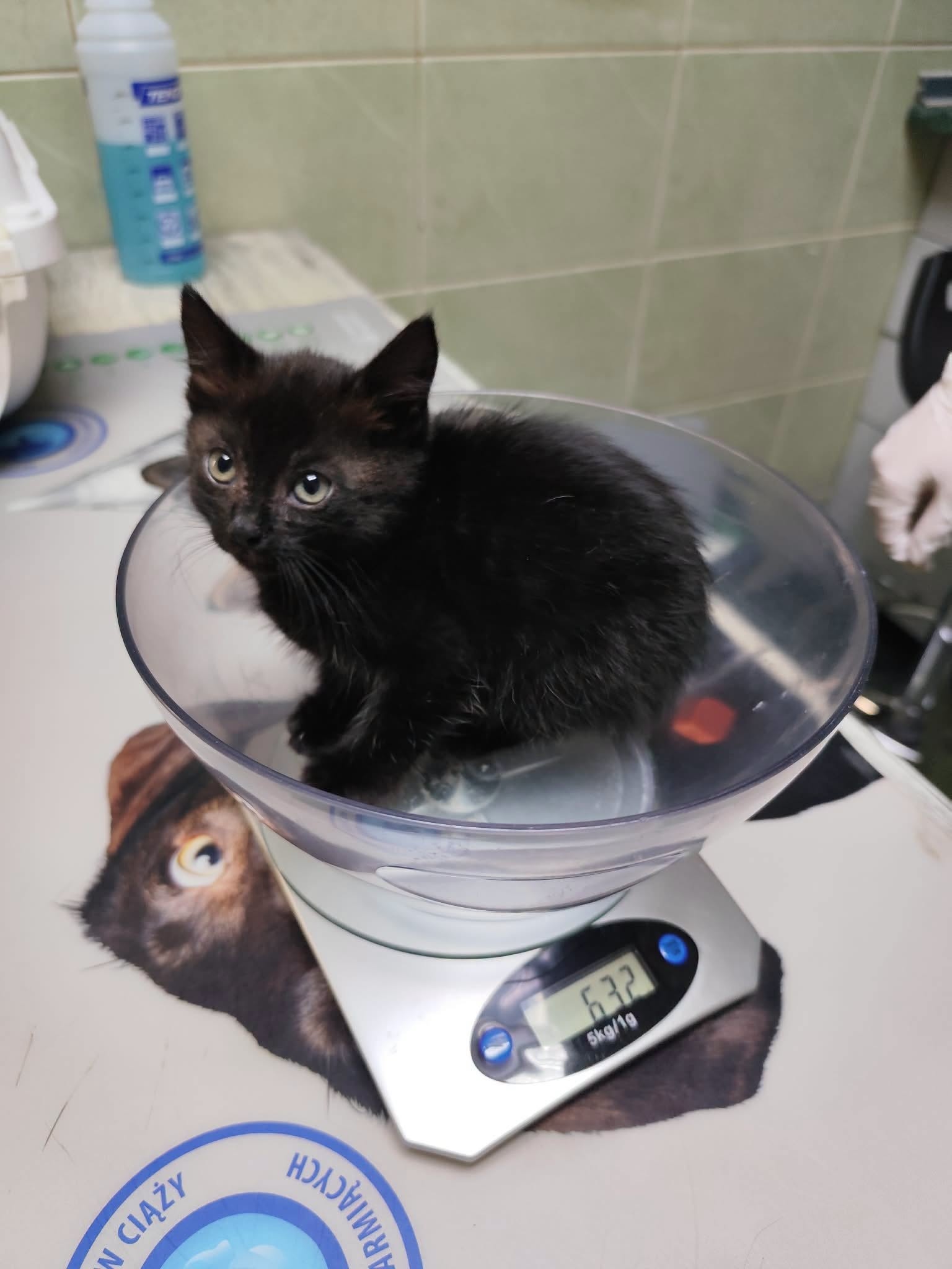 Upałek – adoptowany :)