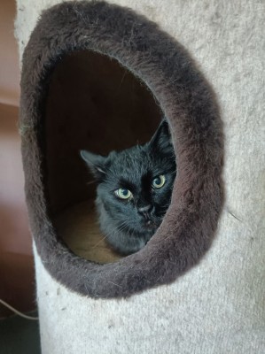 Niger - adoptowany :)