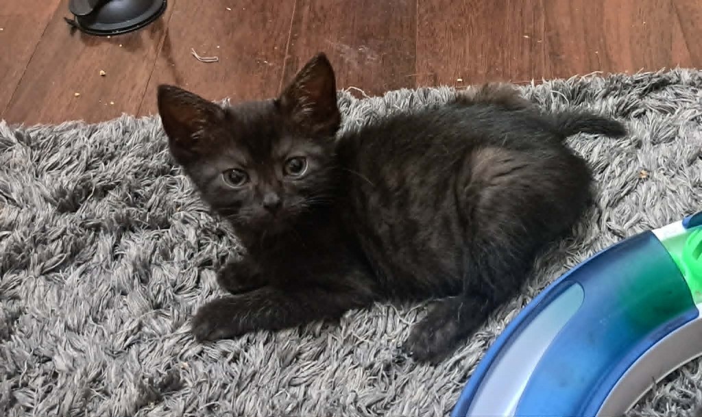Adoptusie. Brawurka - w domu :)