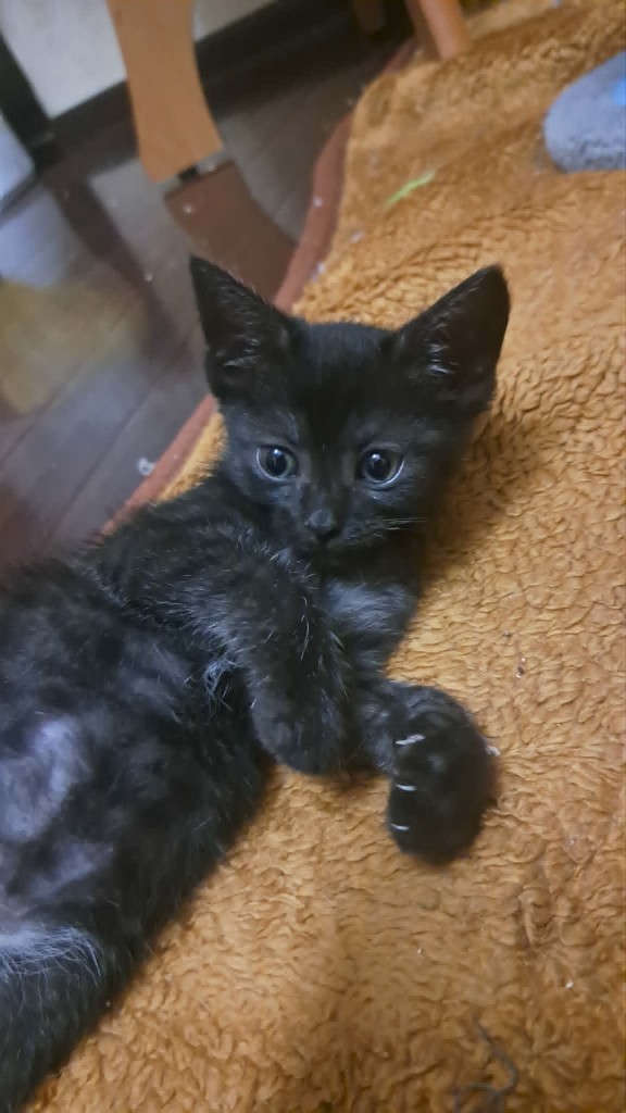 Adoptusie. Brawurka - w domu :)